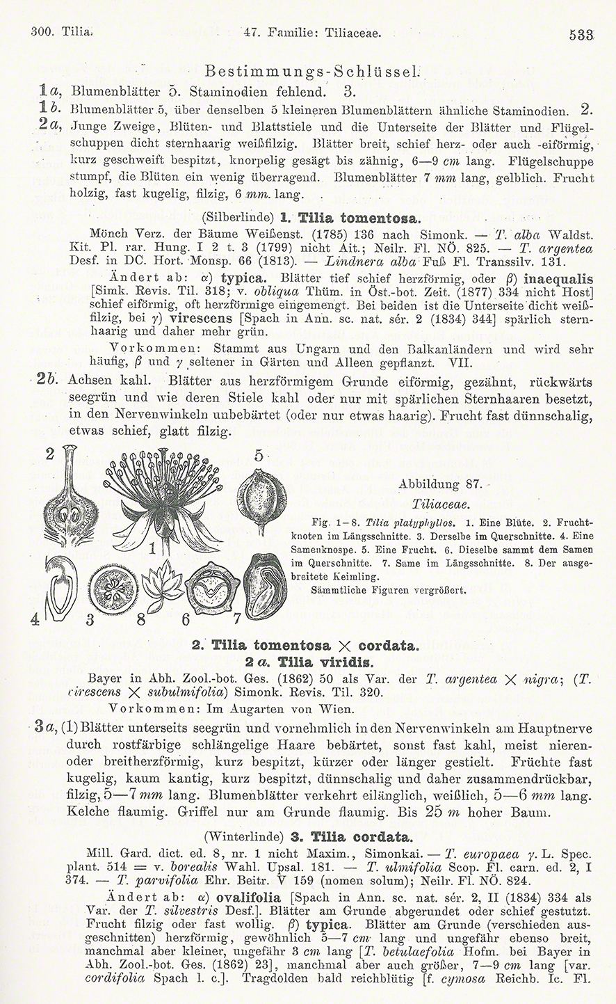 Blüte und Früchte der Linde